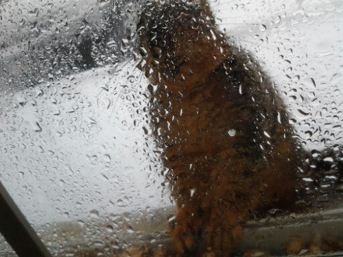 Sloth (USA-2) : Our Snowy Friend Melted Our Hearts